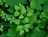 Rubia cordifolia. Верхушки вегетирующих растений (рядом видны листья Ampelopsis brevipedunculata). Приморье, Хасанский р-н, о-в Фуругельма, опушка широколиственного леса. 16.08.2015.