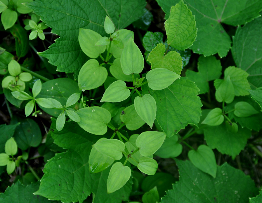 Image of Rubia cordifolia specimen.