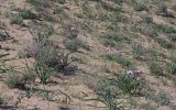 Tragopogon marginifolius