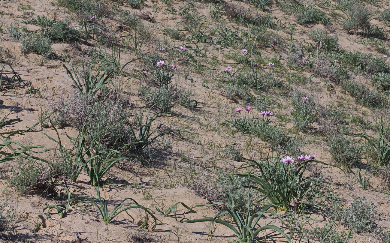 Изображение особи Tragopogon marginifolius.