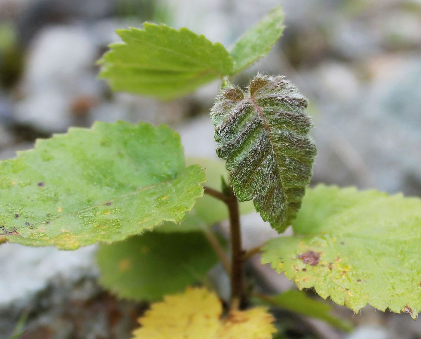 Изображение особи Betula litwinowii.