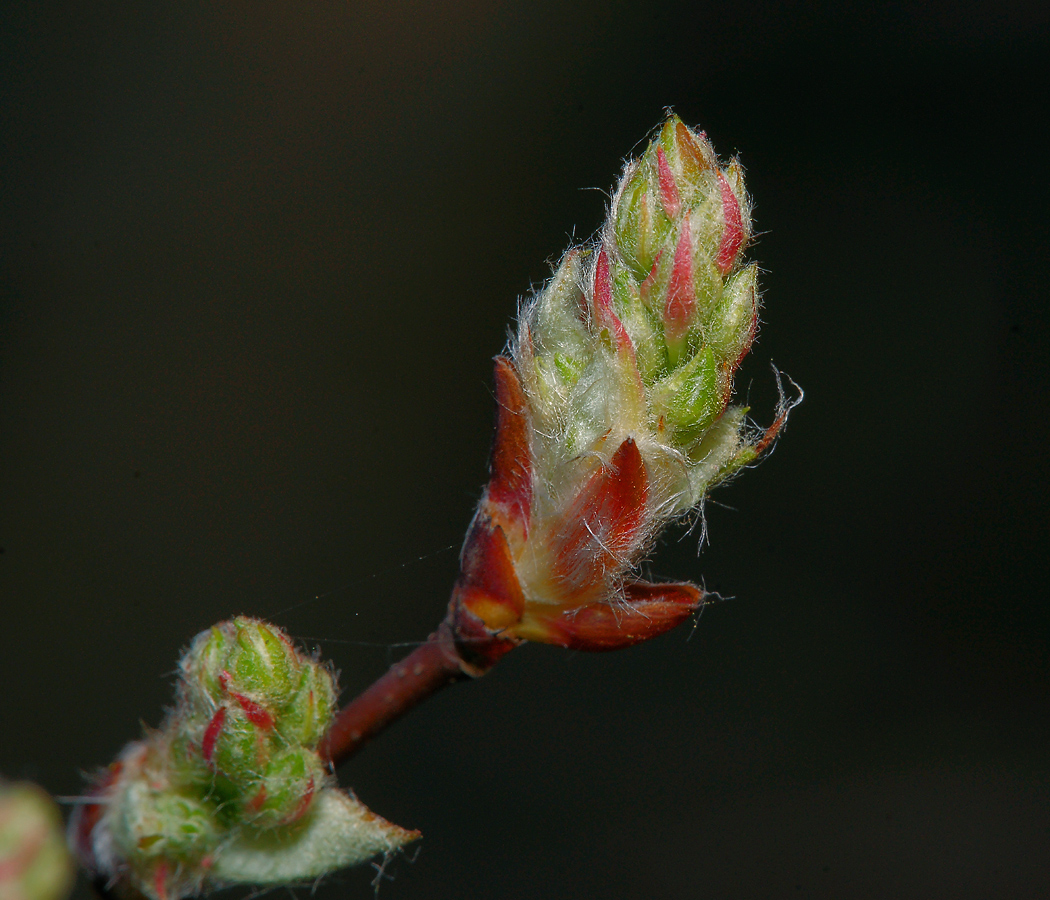 Image of Amelanchier spicata specimen.