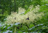 Aralia elata