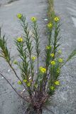 Erysimum hieraciifolium. Цветущее растение. г. Нижний Новгород, Нижне-Волжская набережная, щель между бетонными плитами. 27.06.2006.