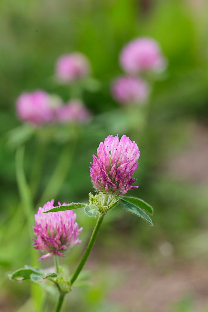 Изображение особи Trifolium pratense.