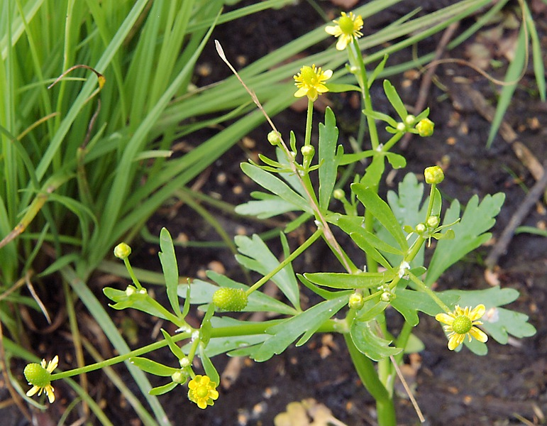 Изображение особи Ranunculus sceleratus.