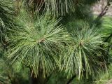 Pinus strobus