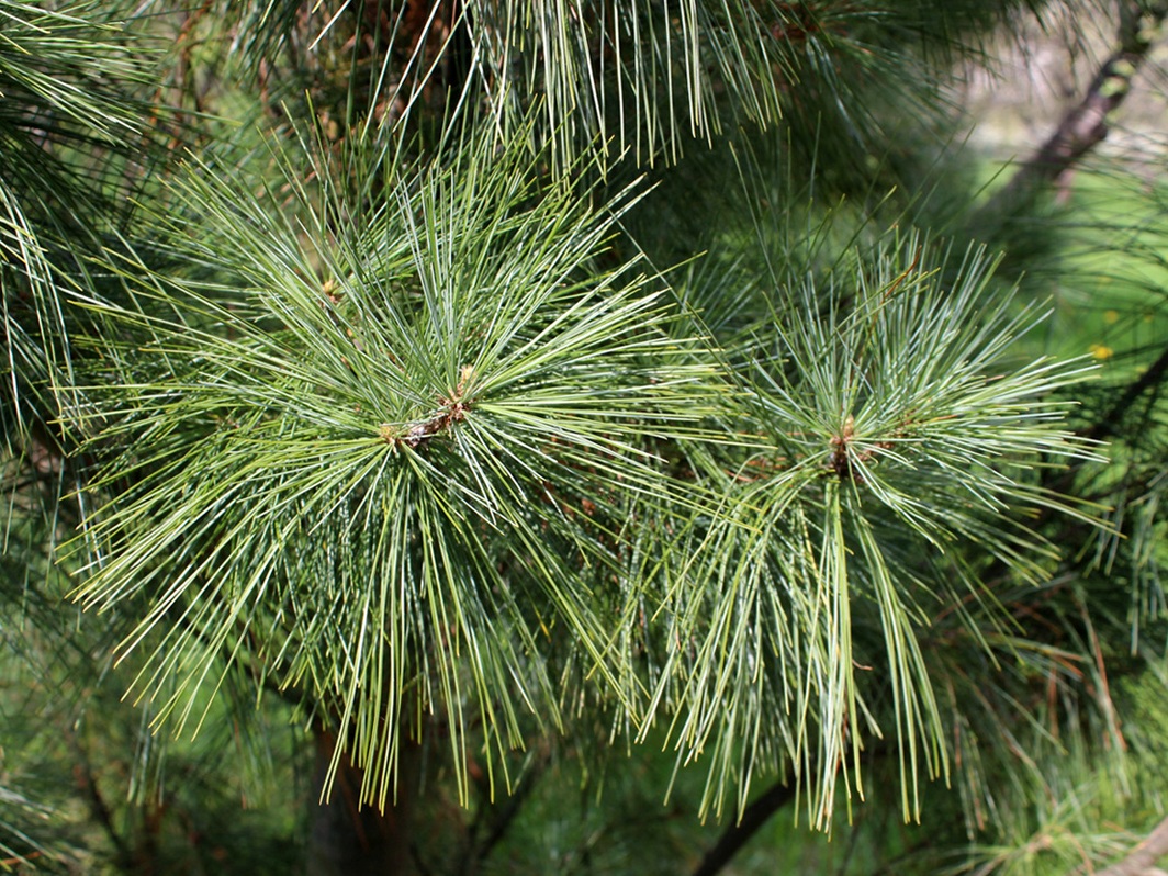 Image of Pinus strobus specimen.