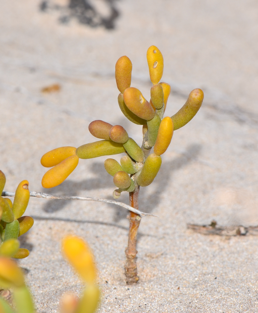 Изображение особи Tetraena fontanesii.