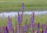 Salvia tesquicola