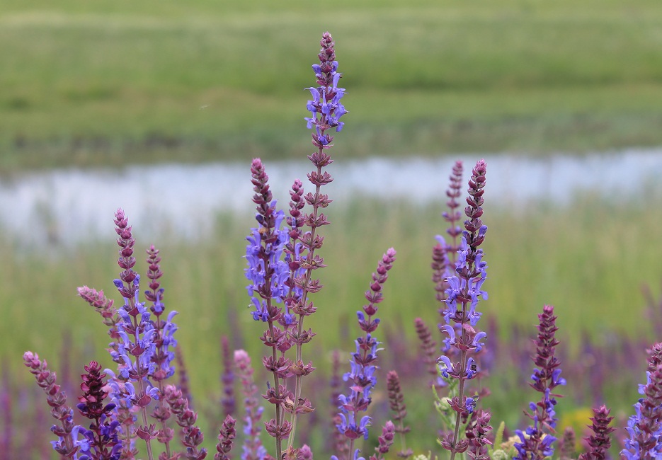 Изображение особи Salvia tesquicola.