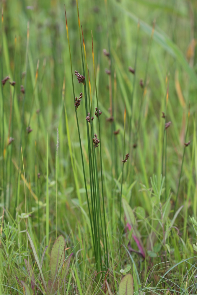 Изображение особи Juncus haenkei.