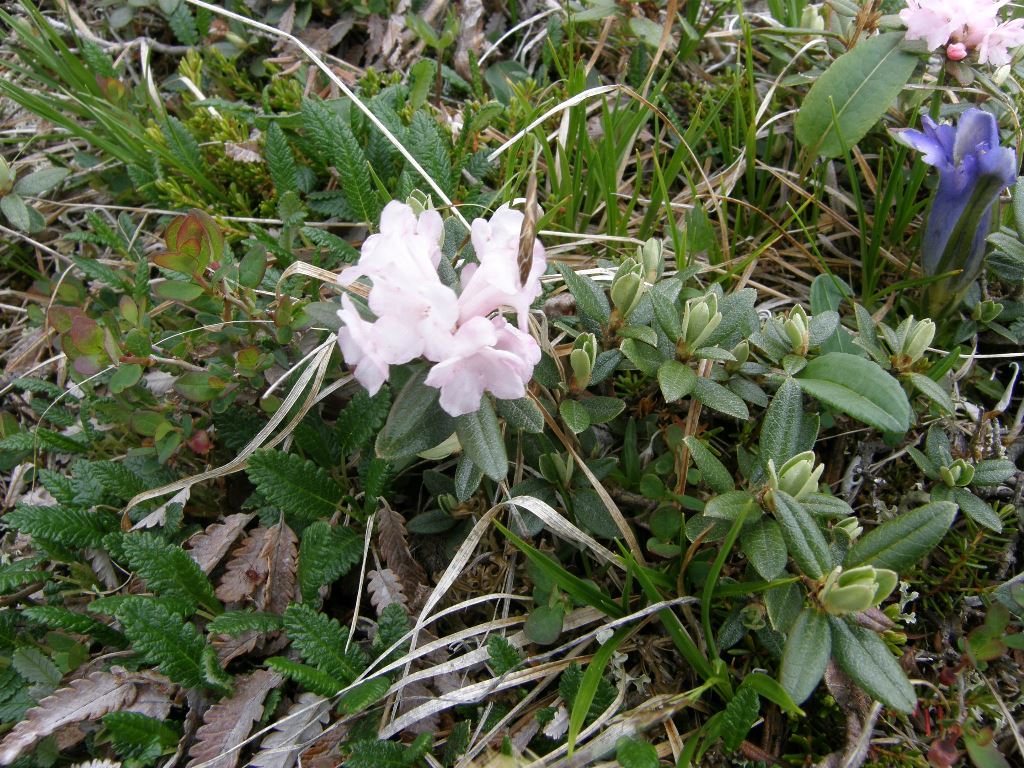 Изображение особи Rhododendron adamsii.
