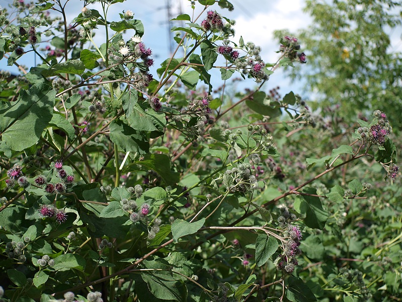 Изображение особи Arctium tomentosum.