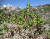 Vaccinium myrtillus