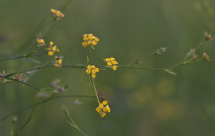 Изображение особи Bupleurum brachiatum.