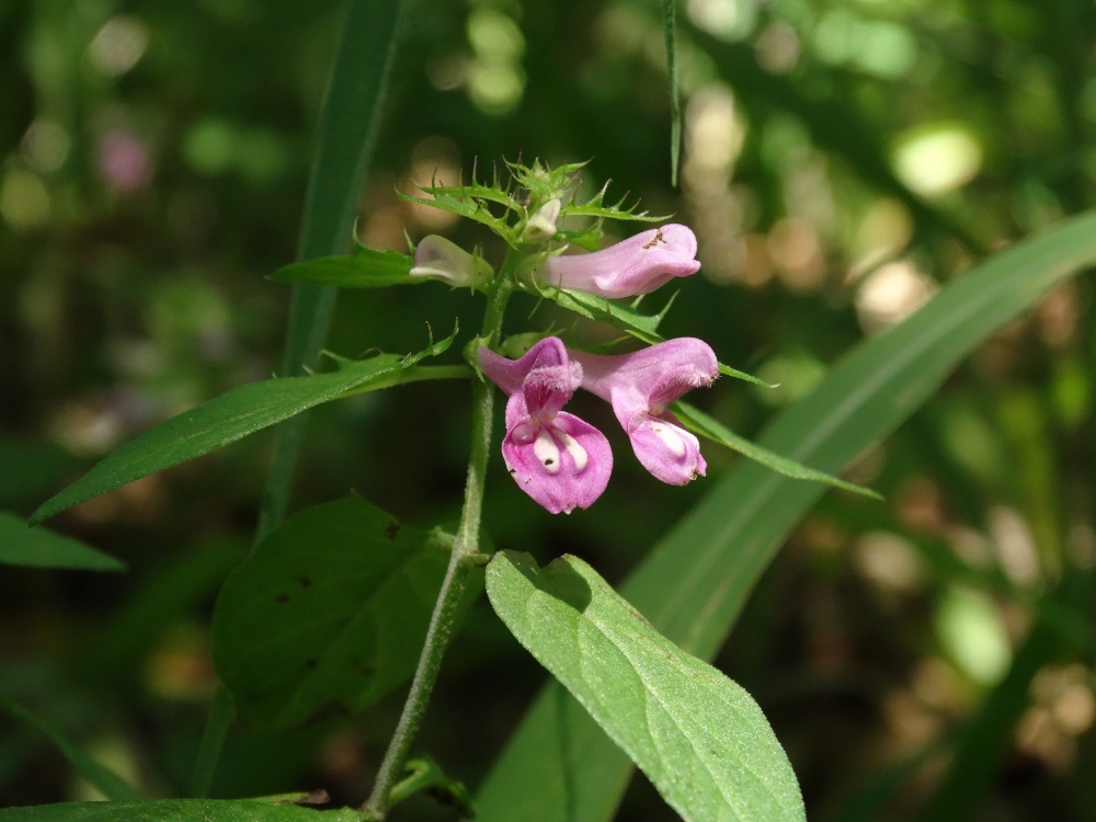 Image of Melampyrum setaceum specimen.