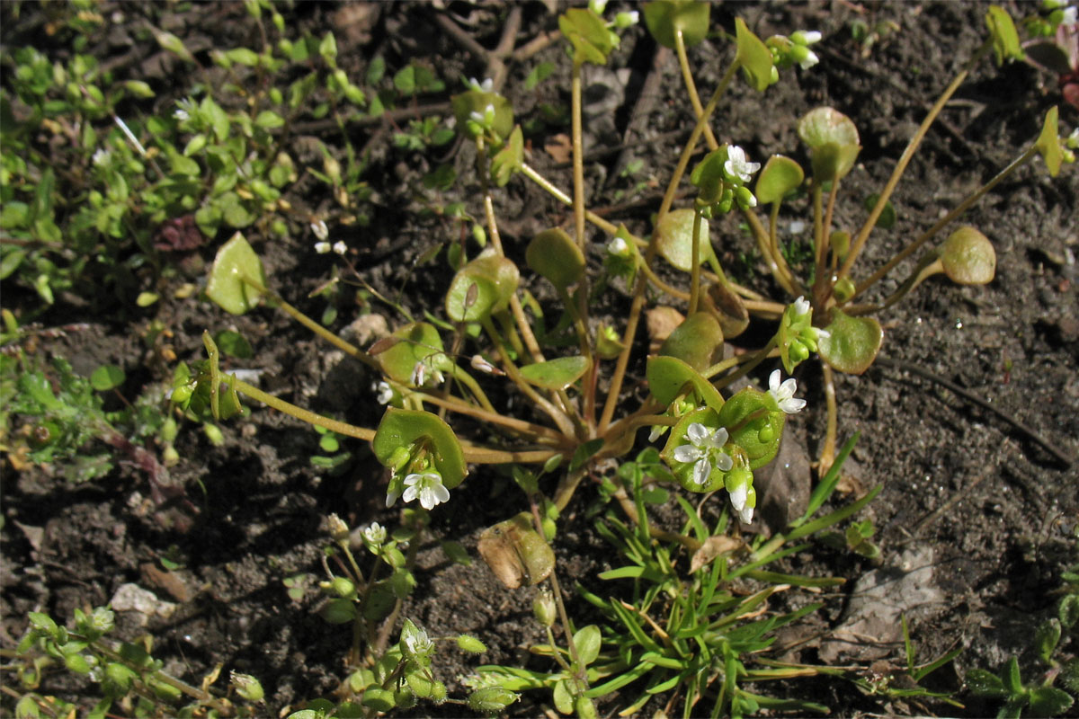 Изображение особи Claytonia perfoliata.