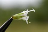 Image of taxon representative. Author is Евгений Пахомов