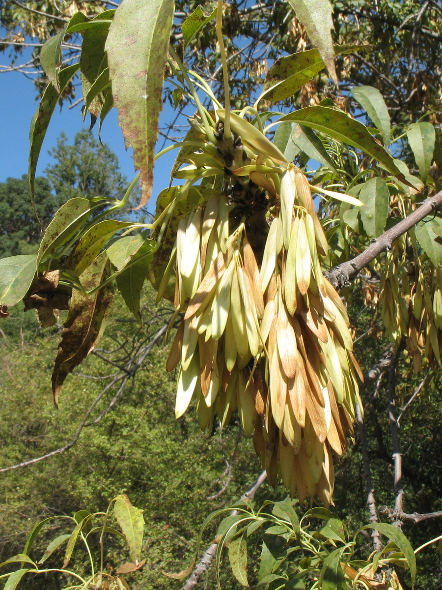 Image of Fraxinus sogdiana specimen.