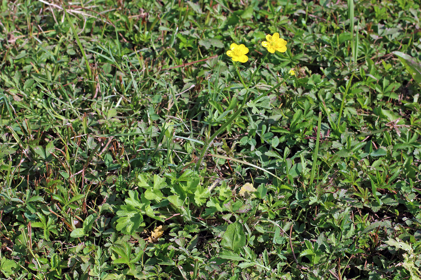 Image of Ranunculus sardous specimen.