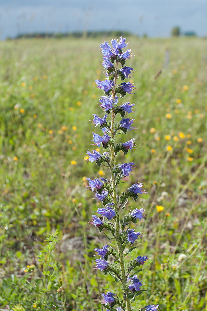 Изображение особи Echium vulgare.