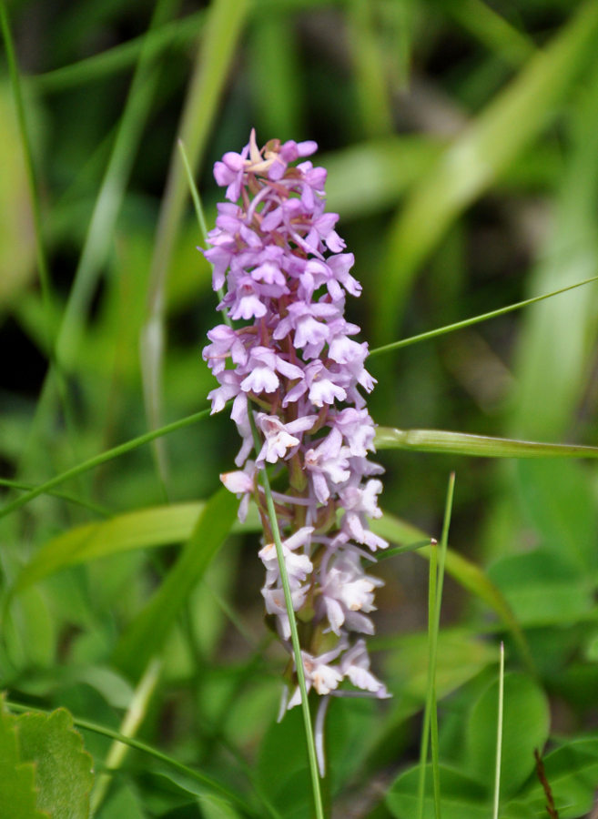 Изображение особи Gymnadenia conopsea.