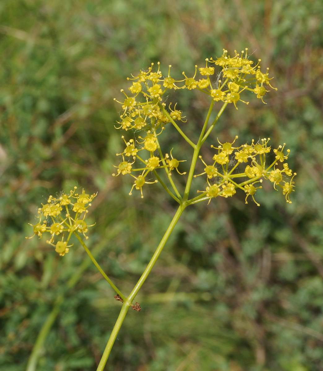 Изображение особи семейство Apiaceae.