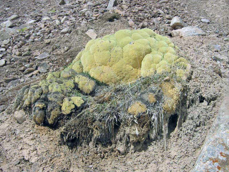 Image of Thylacospermum caespitosum specimen.