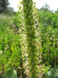 Plantago major