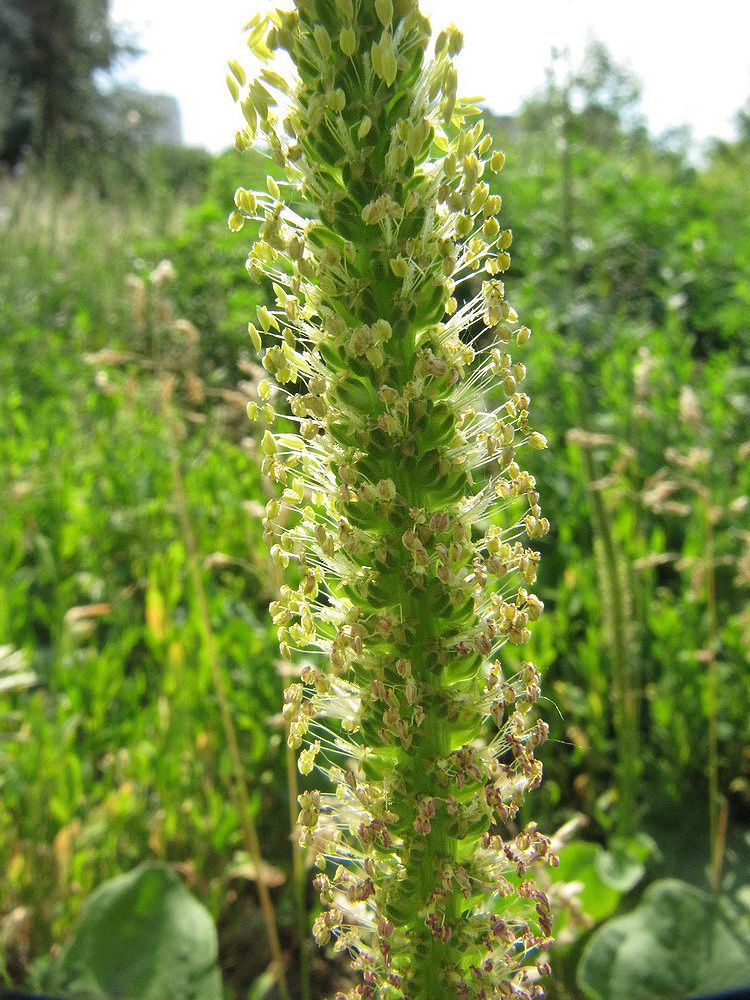 Изображение особи Plantago major.
