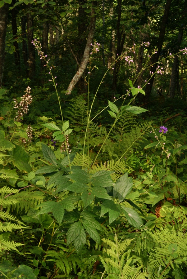 Image of Podocarpium oldhami specimen.