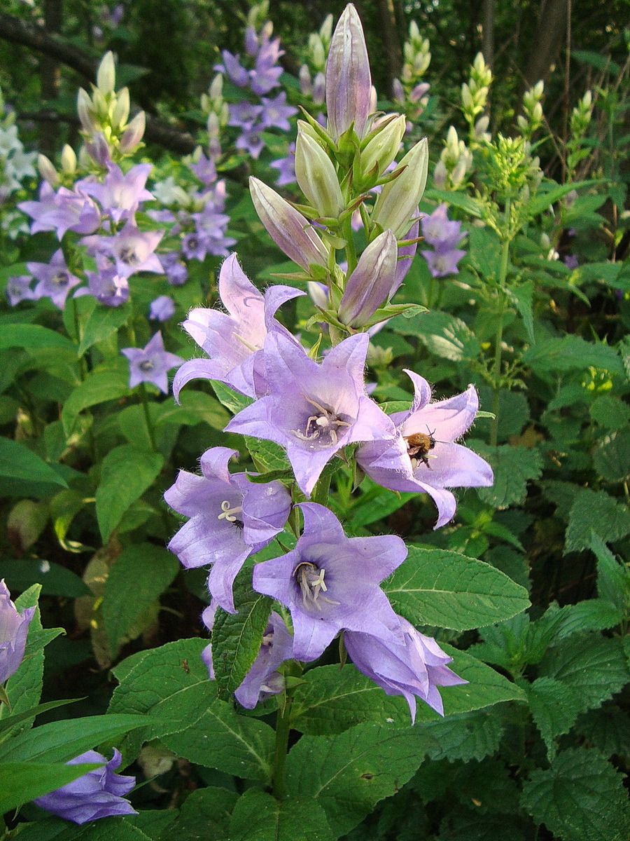 Изображение особи Campanula latifolia.