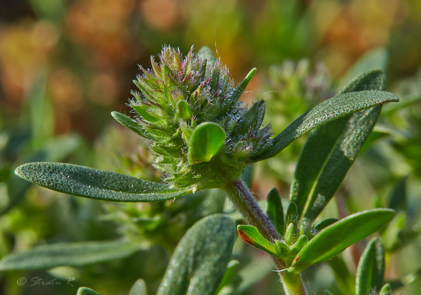 Изображение особи Thymus &times; littoralis.