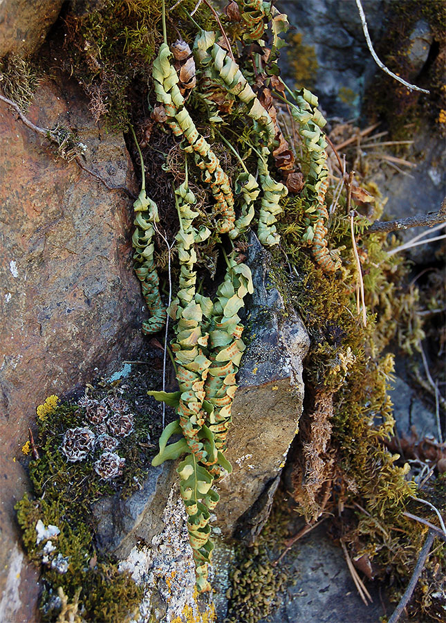 Изображение особи Polypodium vulgare.