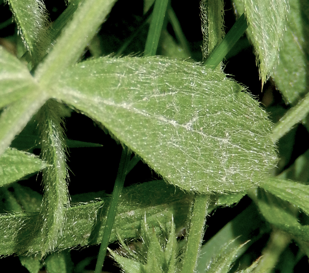 Изображение особи Stachys atherocalyx.