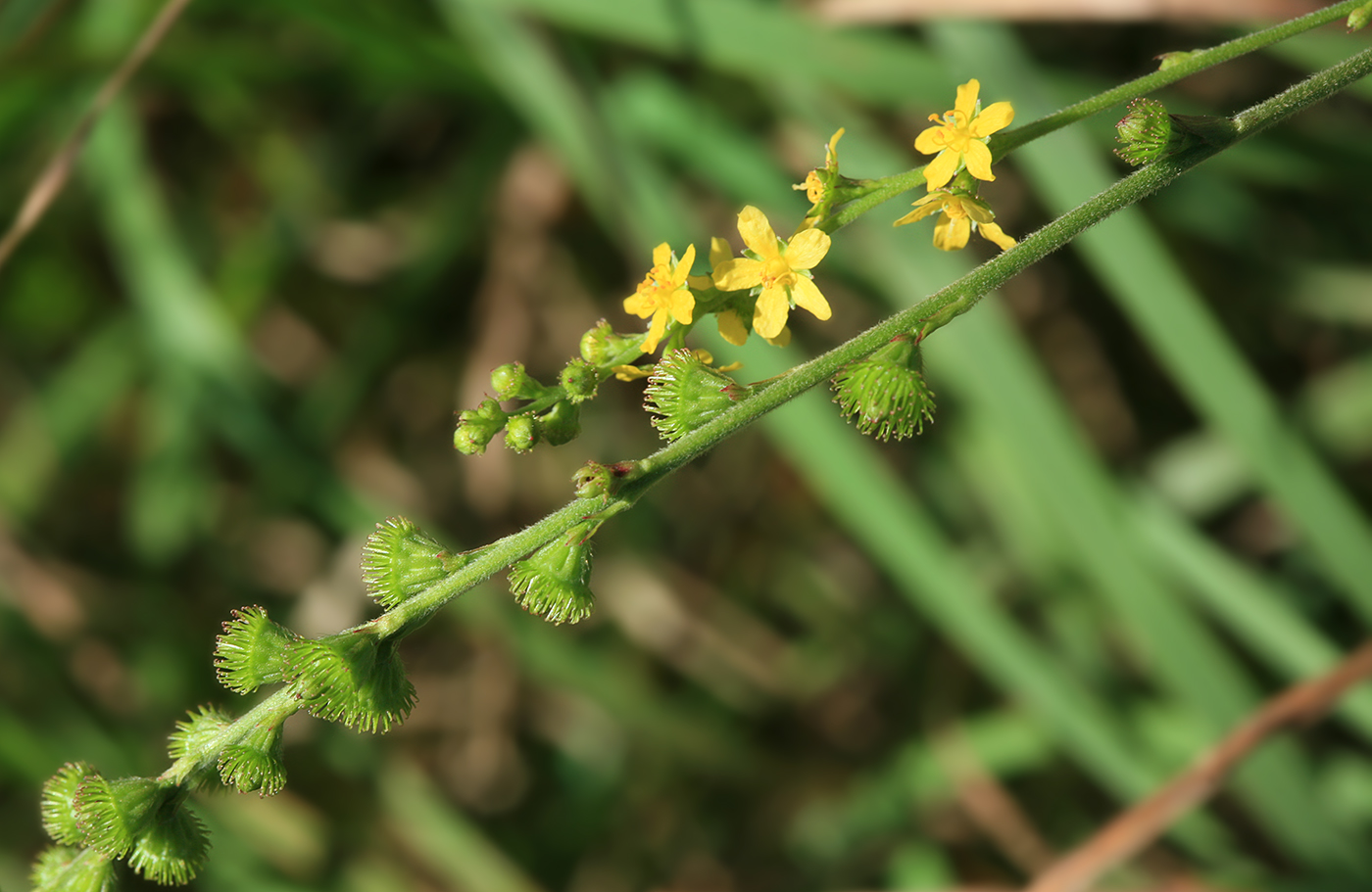 Image of Agrimonia viscidula specimen.
