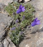 Campanula oreadum