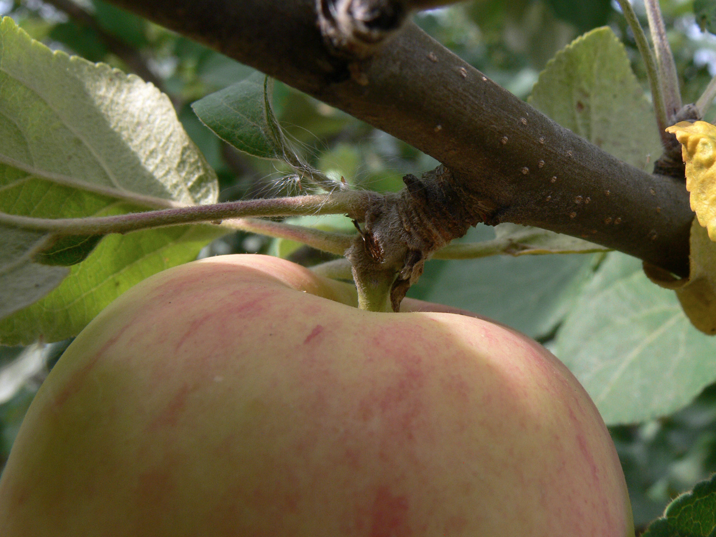 Изображение особи Malus domestica.