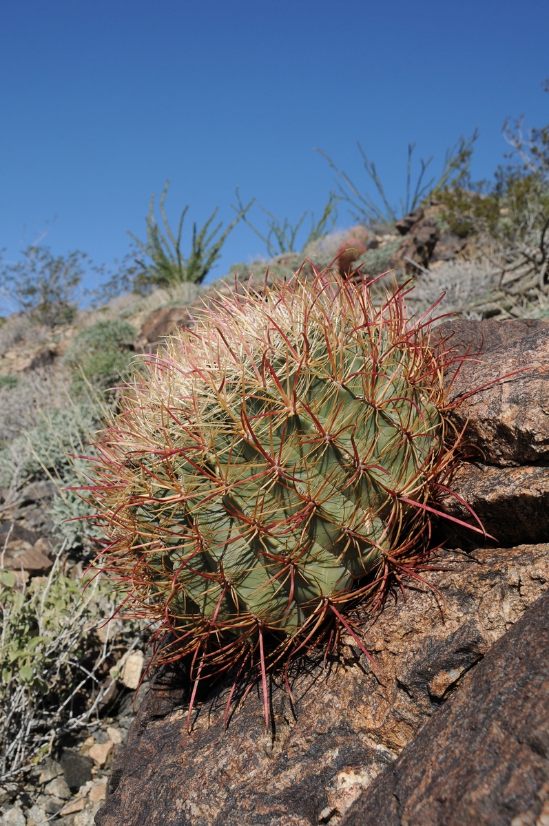 Изображение особи Ferocactus cylindraceus.