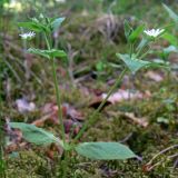 Stellaria bungeana