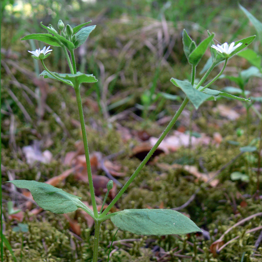 Image of Stellaria bungeana specimen.