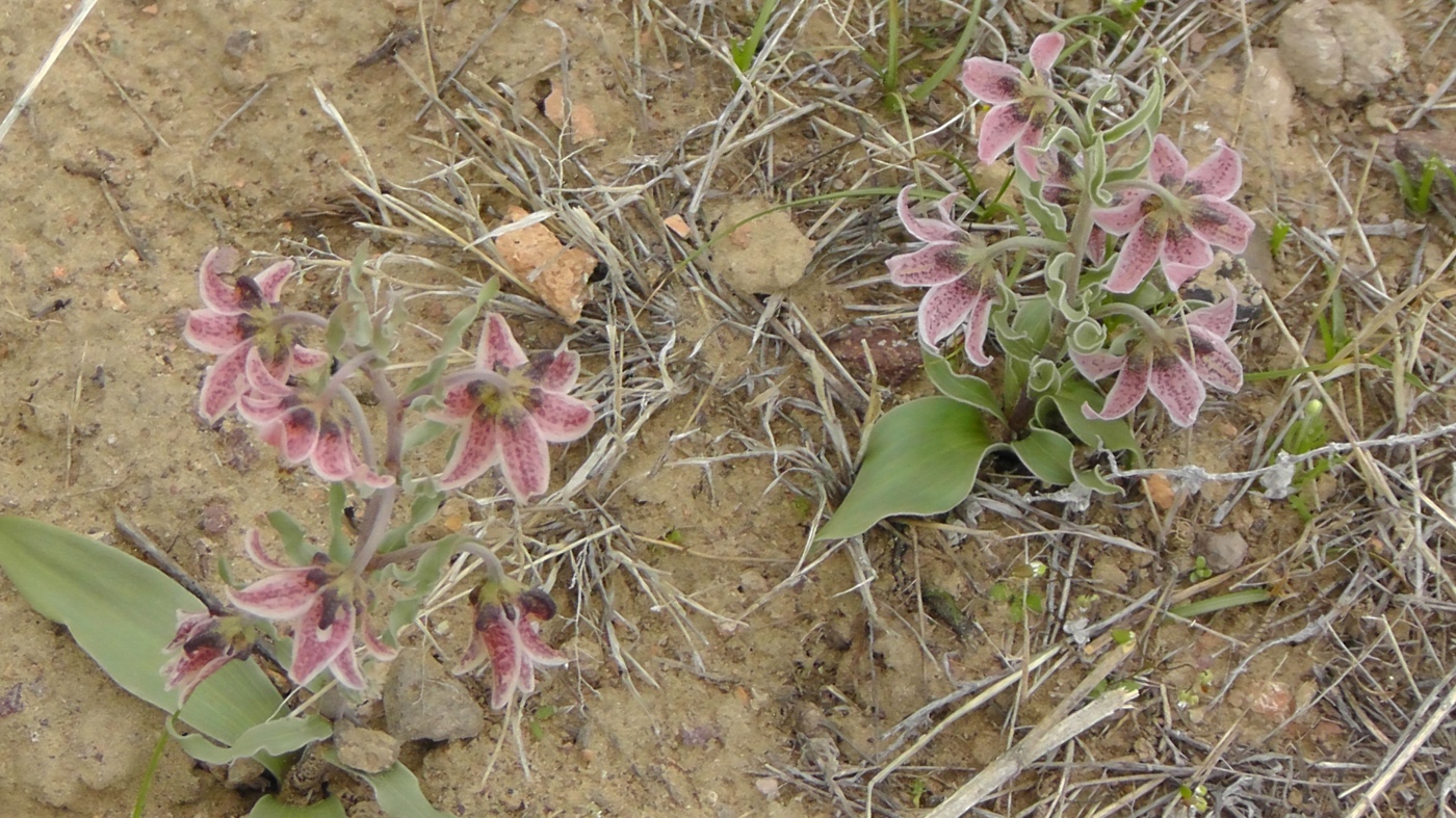 Изображение особи Rhinopetalum karelinii.