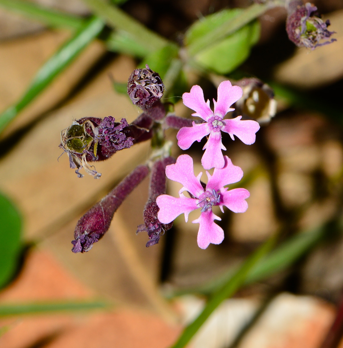 Image of Silene aegyptiaca specimen.