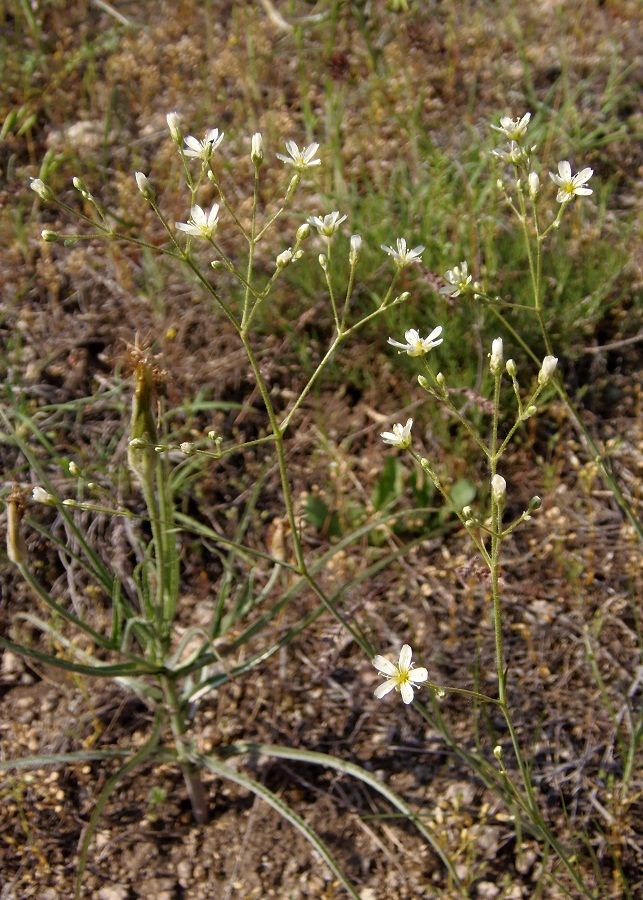 Image of Eremogone biebersteinii specimen.