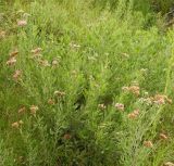 Tessaria absinthioides