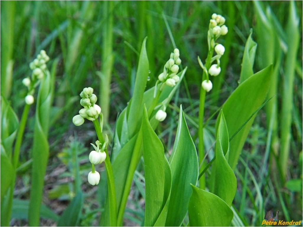 Image of Convallaria majalis specimen.