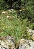 Elytrigia scythica. Зацветающее растение (на заднем плане Asphodeline lutea в плодах). Крым, окр. Севастополя, Чернореченский каньон, можжевеловое редколесье, на скале. 26 мая 2017 г.