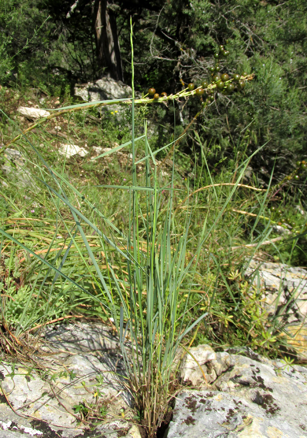 Изображение особи Elytrigia scythica.