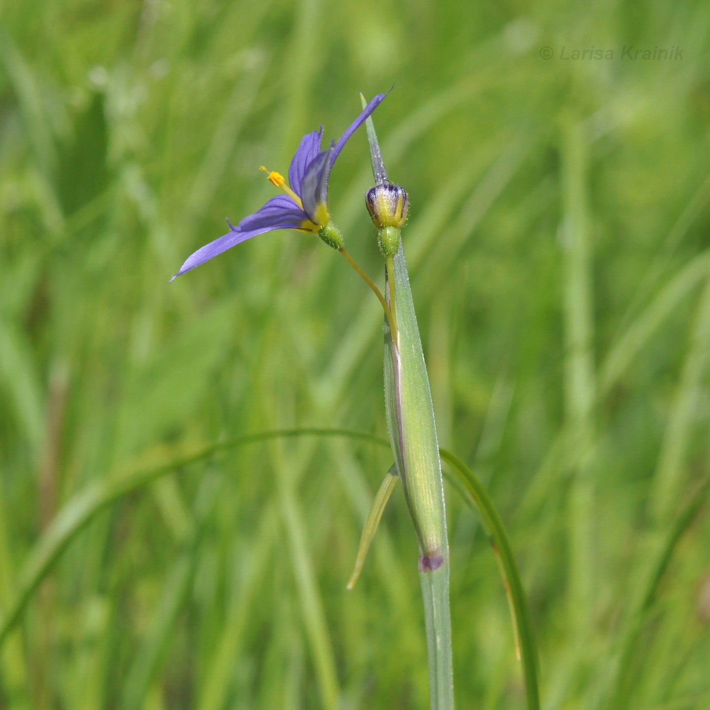 Image of Sisyrinchium septentrionale specimen.